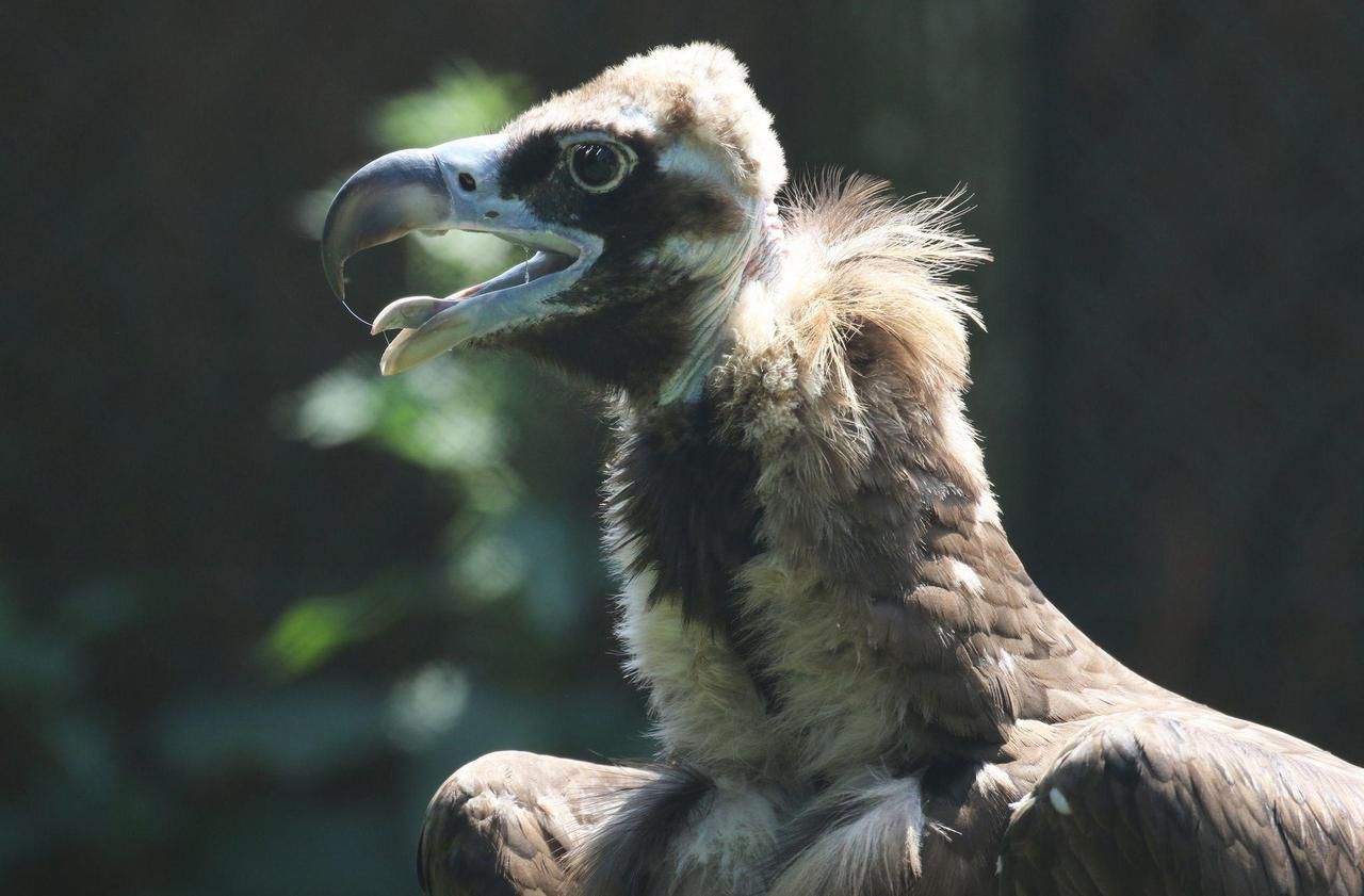 Barnabé, le vautour moine né dans l’Ain, relâché en Bulgarie