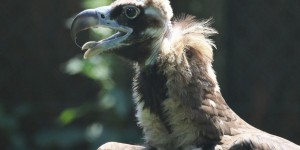 Barnabé, le vautour moine né dans l’Ain, relâché en Bulgarie