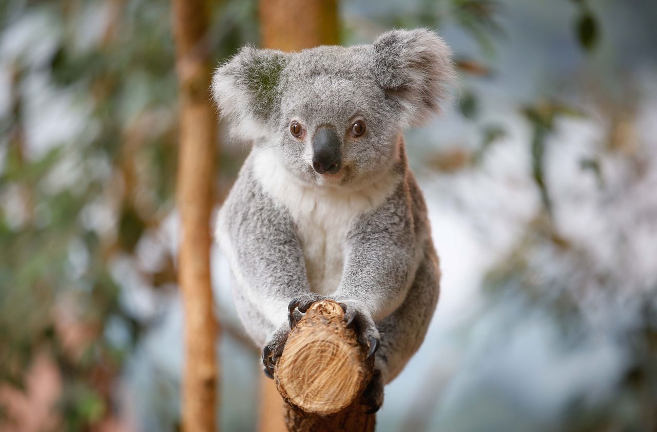 Des capsules d’excréments, la solution surprise pour sauver les koalas affamés