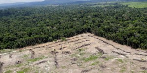 Déforestation : la Norvège bloque 30 millions d'euros de subventions au Brésil