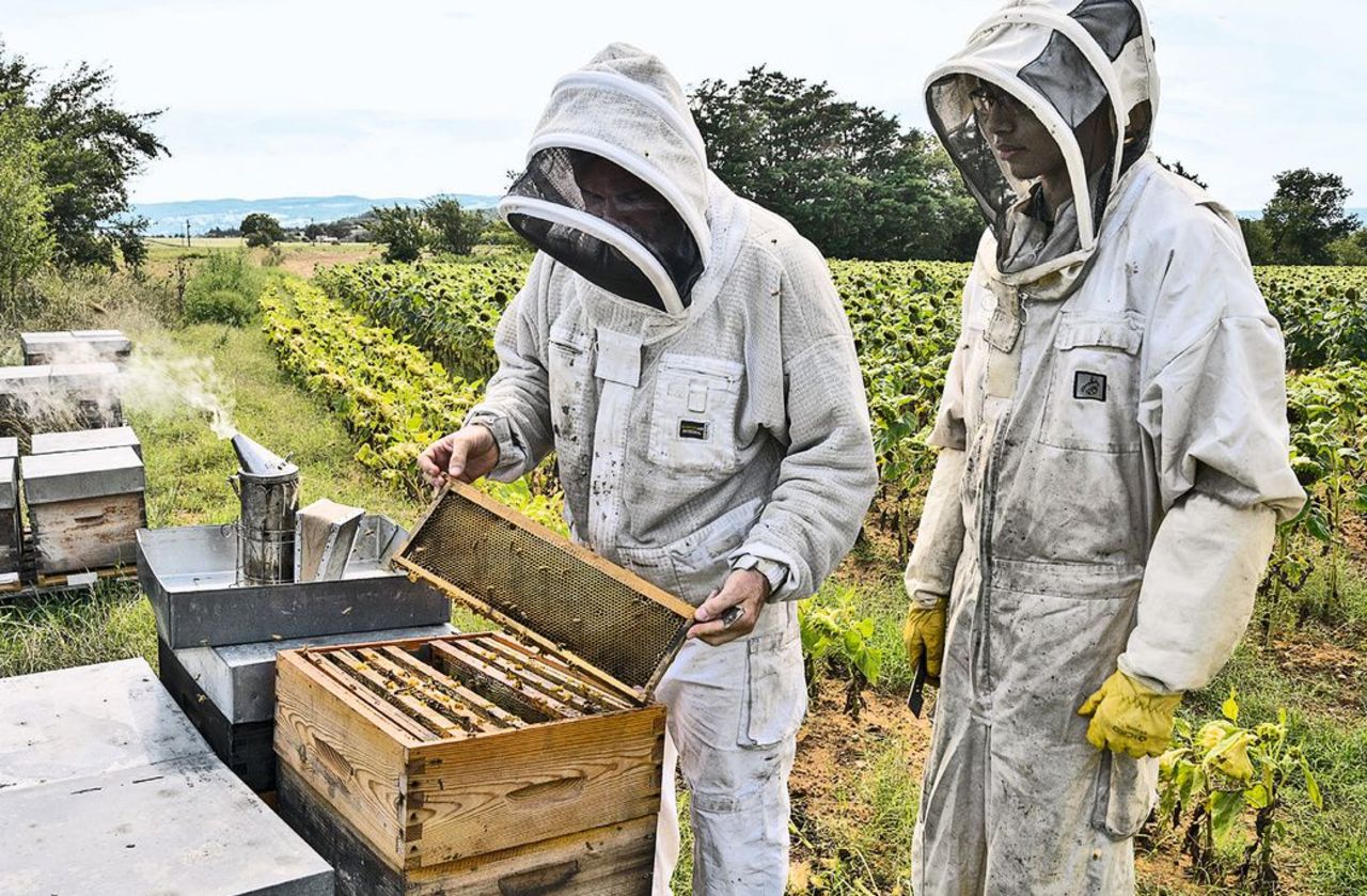 Dérèglement climatique : la production de miel français en chute libre
