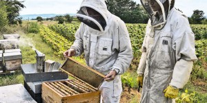 Dérèglement climatique : la production de miel français en chute libre