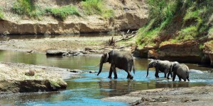Espèces menacées : vers une interdiction de la vente d’éléphants d’Afrique à des zoos