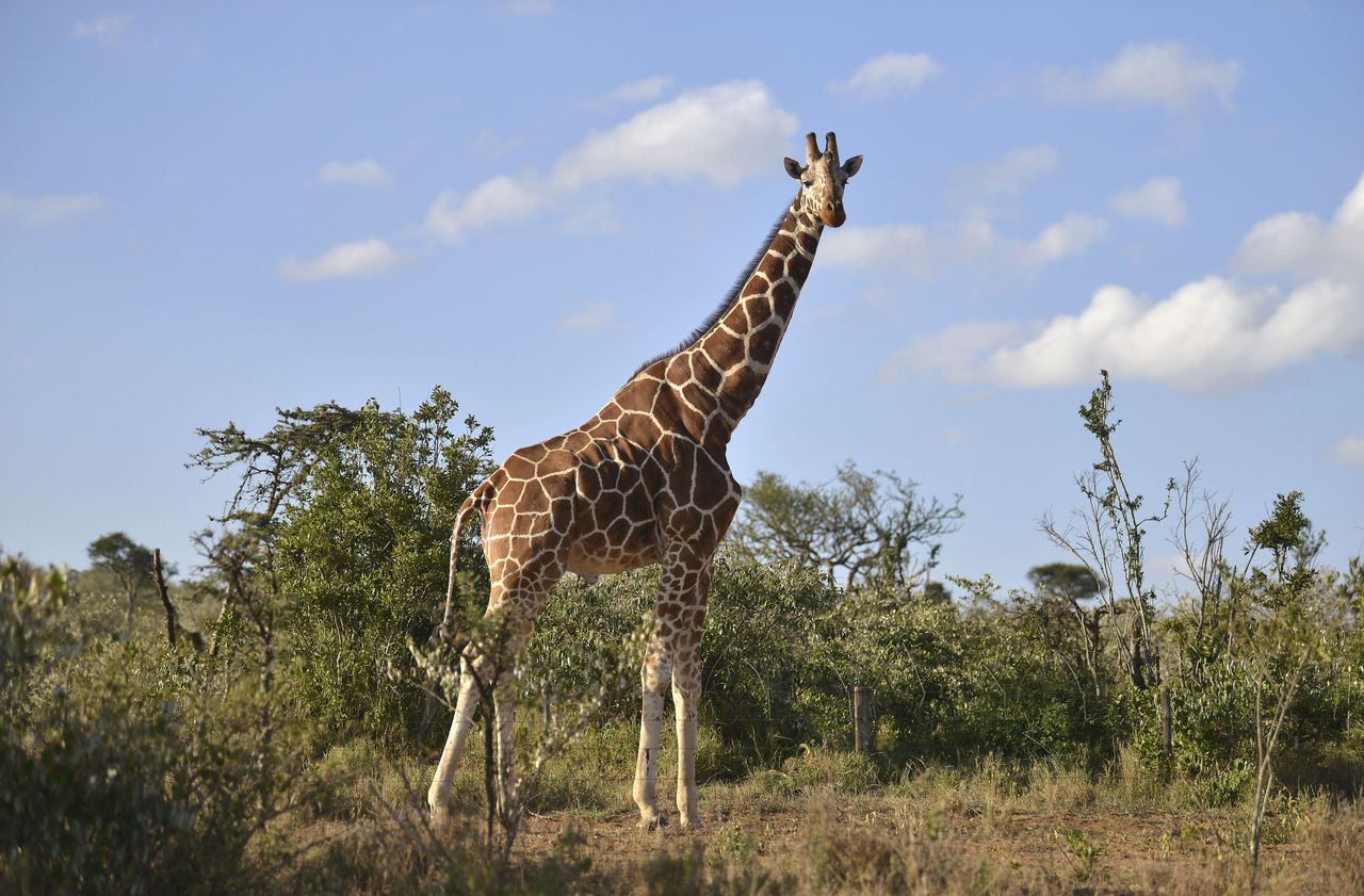 Espèces menacées : de nouvelles règles pour protéger les girafes