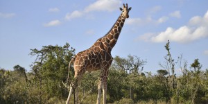 Espèces menacées : de nouvelles règles pour protéger les girafes