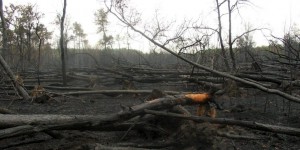 Feux de forêt  : ça brûle aussi en Afrique, et c’est pire qu’en Amazonie