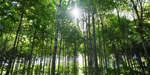 Pourquoi les forêts françaises continuent de grandir ?
