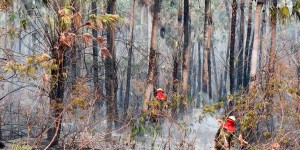 Incendies en Amazonie : la Bolivie salue la «toute petite» contribution du G7