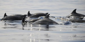Italie : des dauphins décimés par la rougeole et la pollution