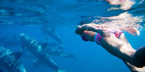 Nager avec des dauphins : faut-il interdire ces activités ?