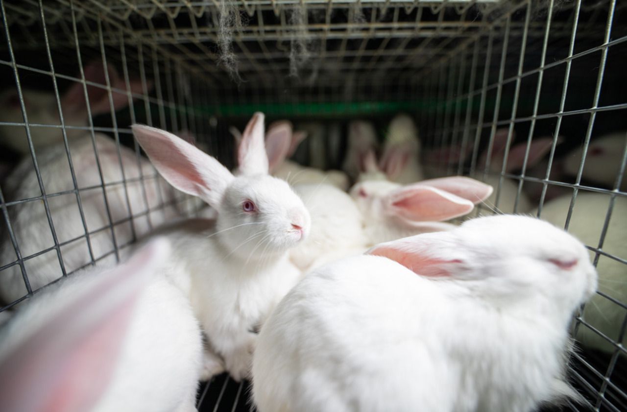 Une nouvelle vidéo de L214 dénonce les conditions d’élevage de lapins