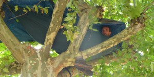 Deux semaines perché sur un arbre pour sauver des platanes