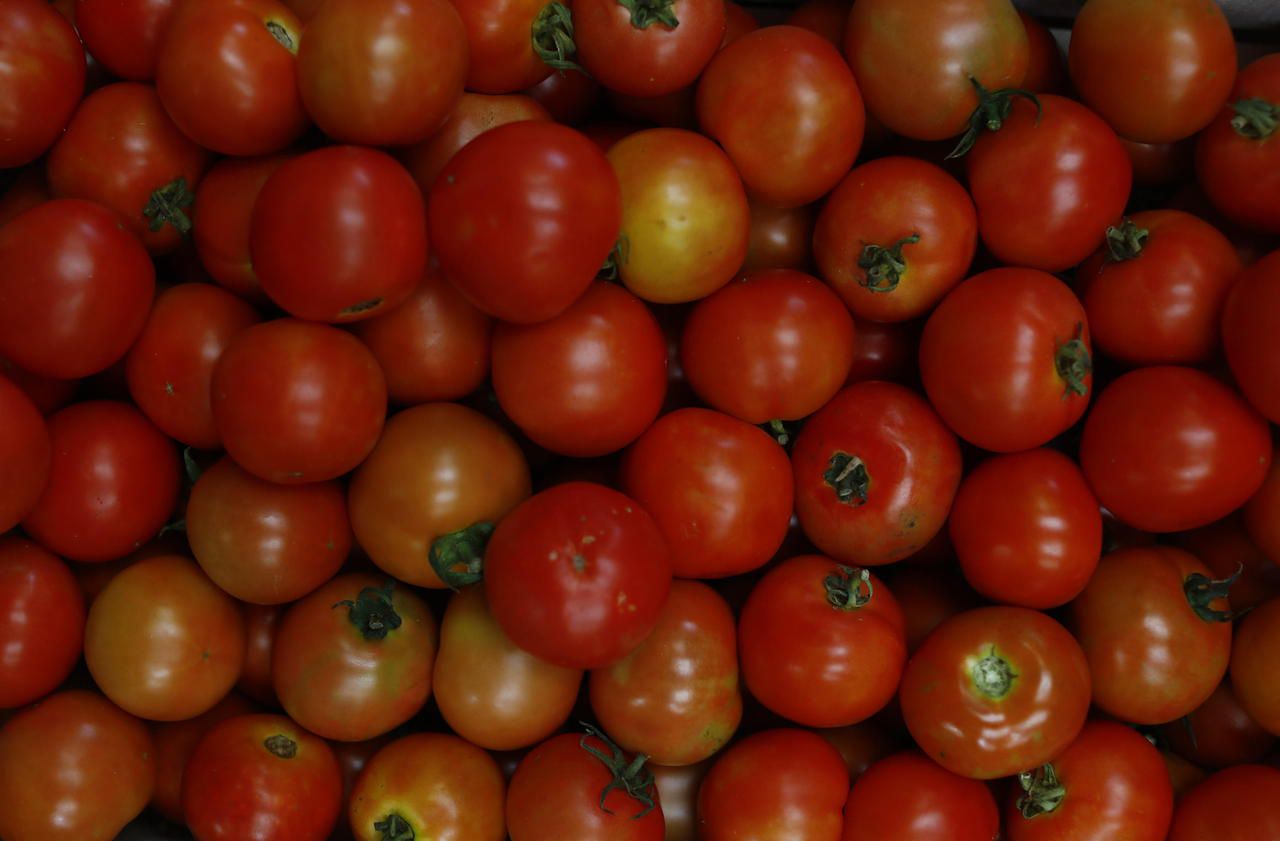 Tomates sans goût : «Même en pot sur un balcon, elles seront meilleures»