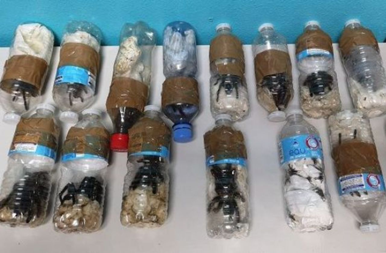 Cayenne : saisie d’une centaine de mygales dans les bagages d’un passager polonais