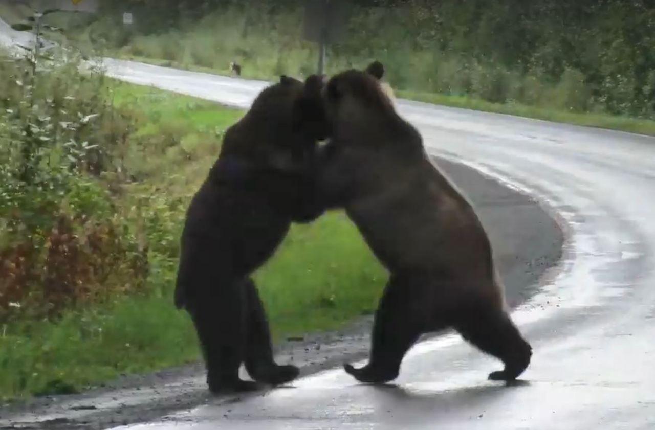 Combat de grizzlis sur une route du Canada