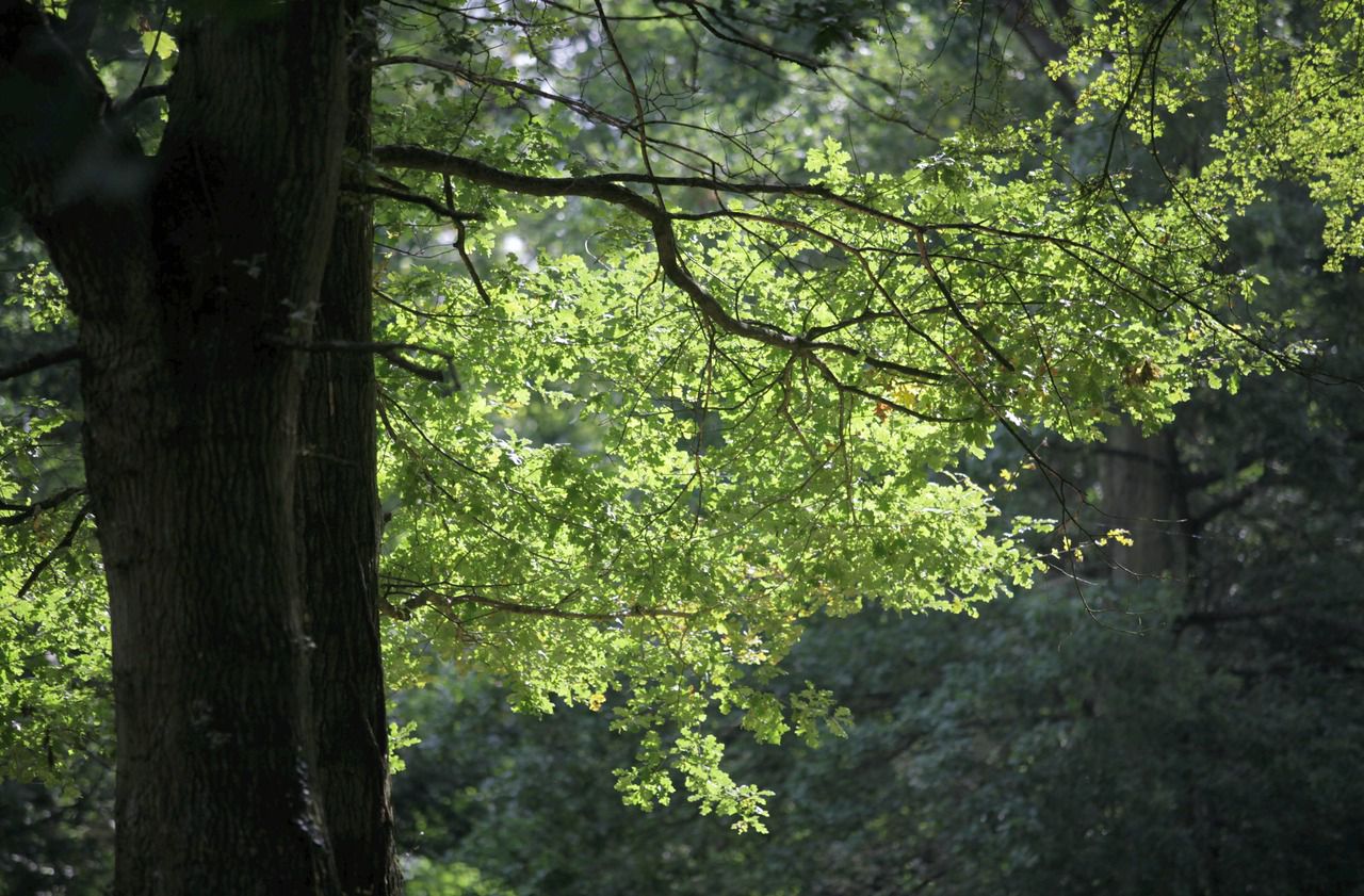 Danemark : plus de 900 000 arbres vont être plantés après un téléthon pour le climat