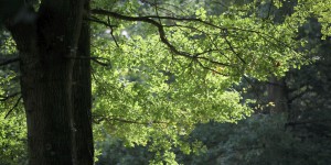 Danemark : plus de 900 000 arbres vont être plantés après un téléthon pour le climat
