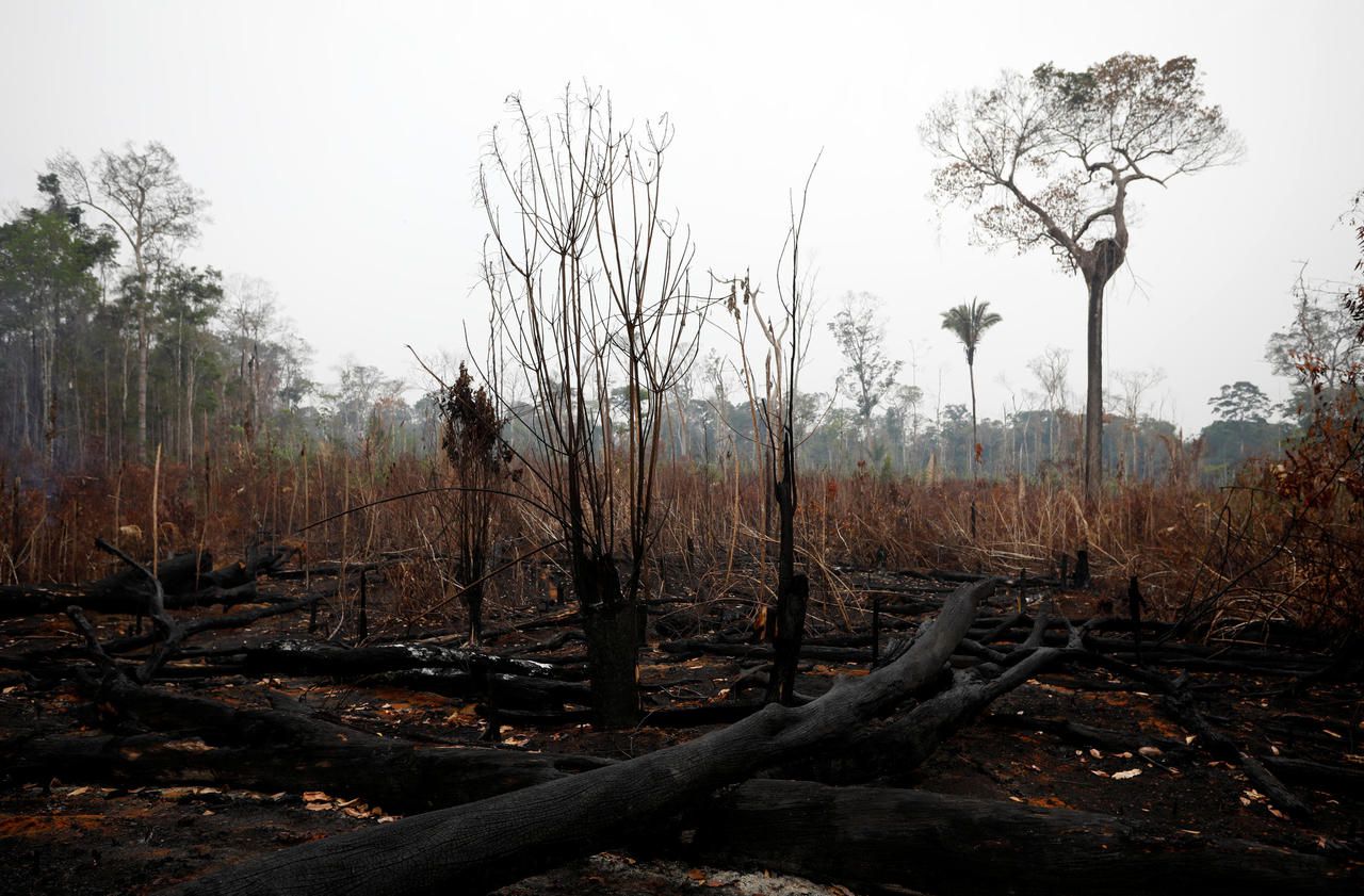 La déforestation de l’Amazonie a presque doublé en un an