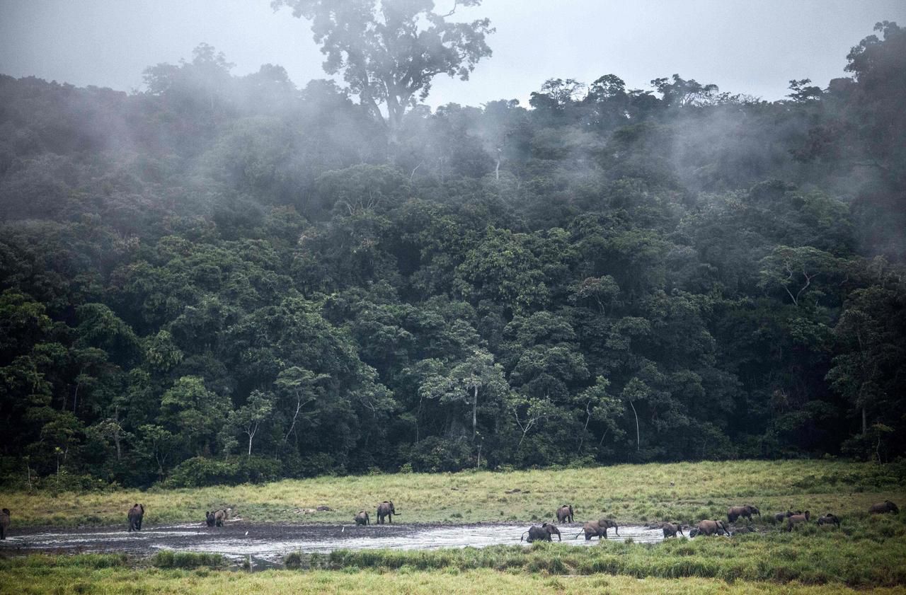 Déforestation : la Norvège récompense le Gabon pour bonne conduite