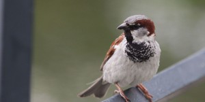 En un demi-siècle, l’Amérique du Nord a perdu trois milliards d’oiseaux