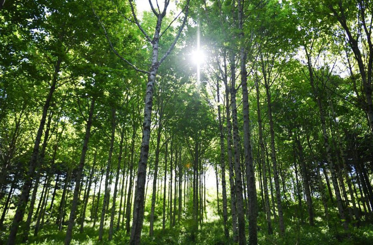 Plus de 40 % des espèces d’arbres présents en Europe menacées d’extinction