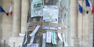 L’adieu aux arbres : la mobilisation nationale n’a pu sauver les platanes de Condom