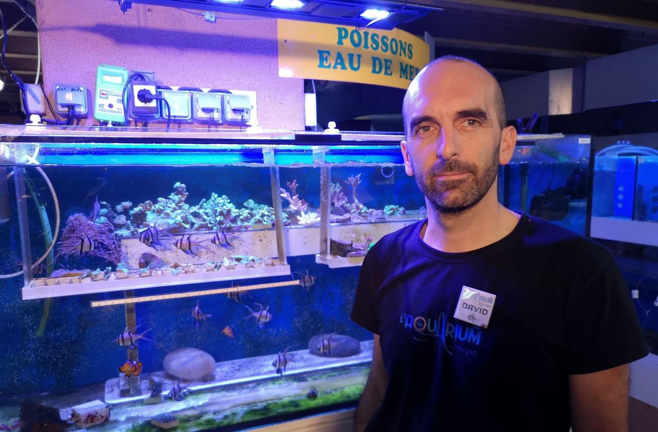 L’aquarium de Limoges teste la céramique pour sauver les récifs coralliens