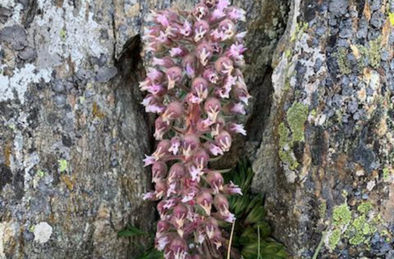 Mercantour  : un alpiniste photographie une plante qui ne fleurit qu’une fois par siècle