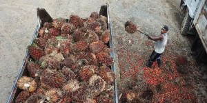 Une ONG dénonce le travail forcé dans des plantations d’huile de palme fournissant Nestlé