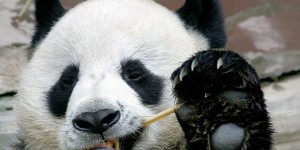 Le panda Chuang Chuang, cher aux Thaïlandais, est mort