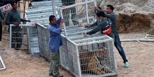 Thaïlande : les tigres maltraités au temple de Kanchanaburi ne survivent pas