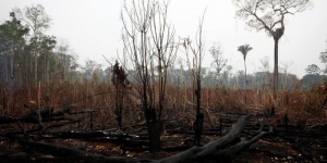 Brésil : la déforestation en Amazonie s’est fortement intensifiée