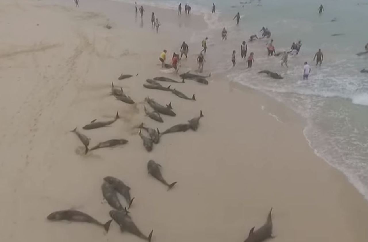 Des dauphins s’échouent mystérieusement sur une plage du Cap-Vert