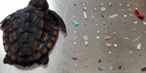 Floride  : une tortue retrouvée morte avait ingéré 104 morceaux de plastique
