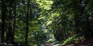 Reims : l’appel d’une radio pour planter des arbres