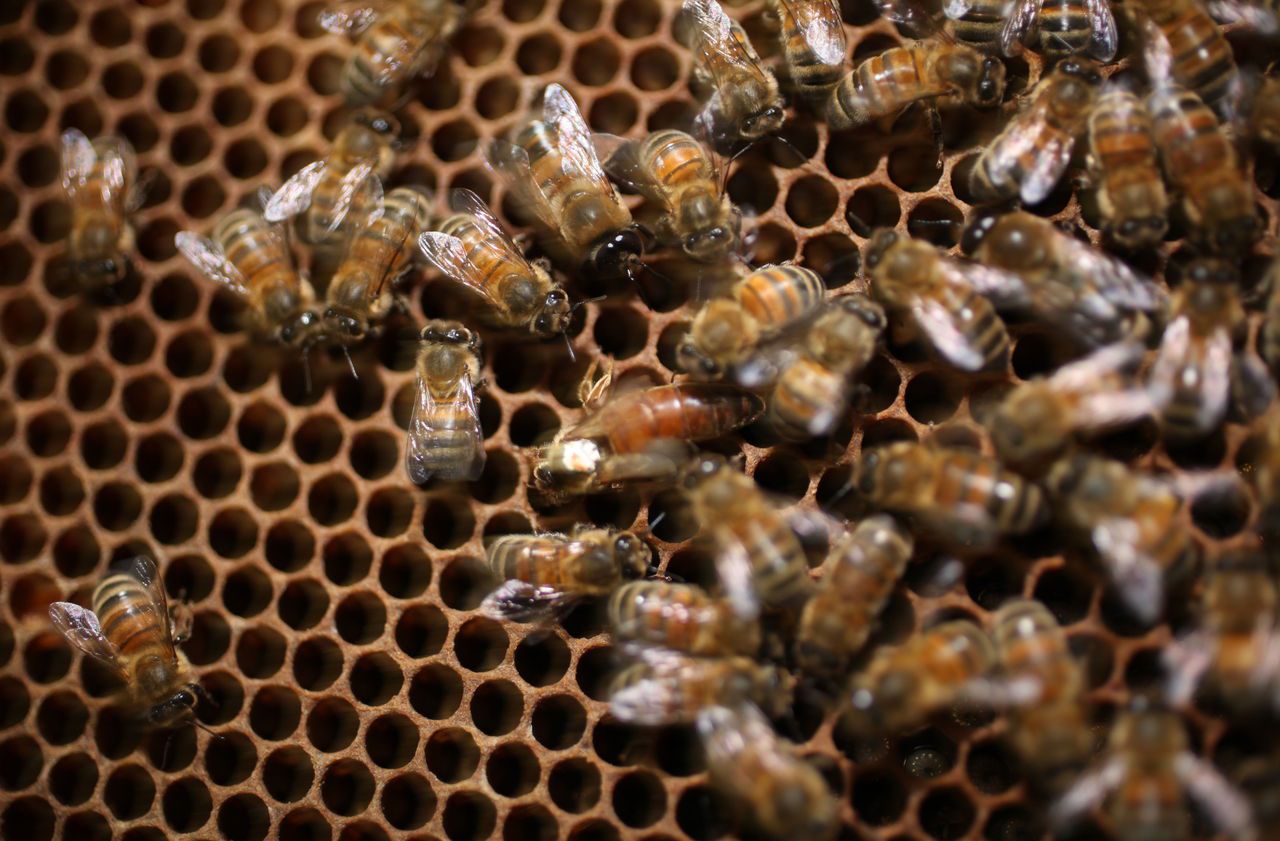 Deux-Sèvres : les abeilles plus rentables que les pesticides