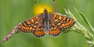 Biodiversité : le village de Mesnières-en-Bray récompensé pour avoir protégé un papillon