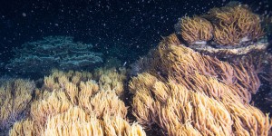 Le début de la période de reproduction de la Grande Barrière de corail est encourageant