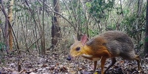 Disparu depuis 29 ans, le cerf-souris du Viêt Nam a reparu