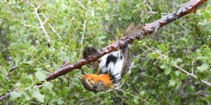 «Plus les oiseaux se débattent, plus ils se retrouvent collés»  : sur les traces des chasseurs à la glu