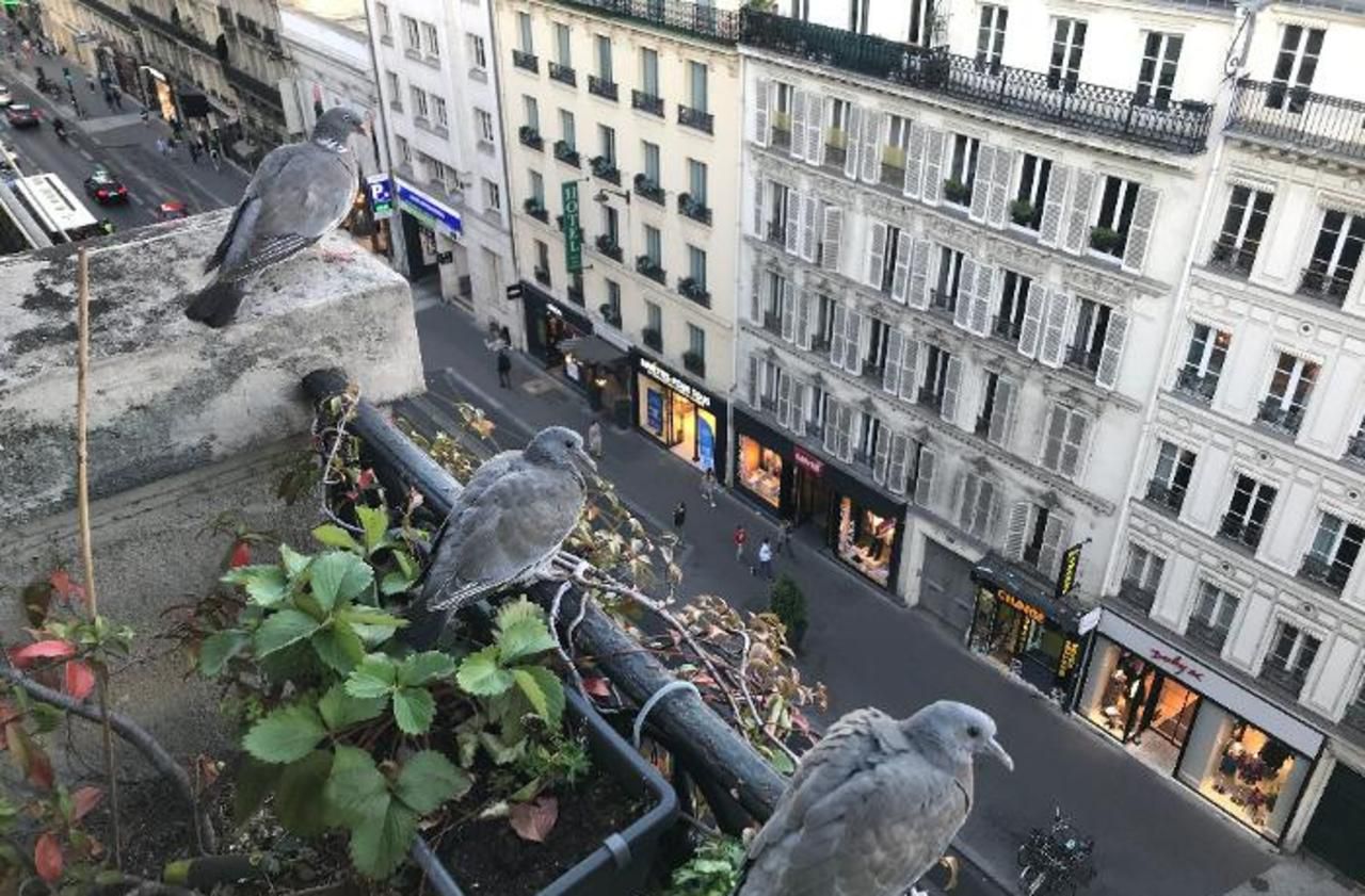 On sait enfin pourquoi tant de pigeons sont estropiés à Paris