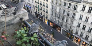 On sait enfin pourquoi tant de pigeons sont estropiés à Paris