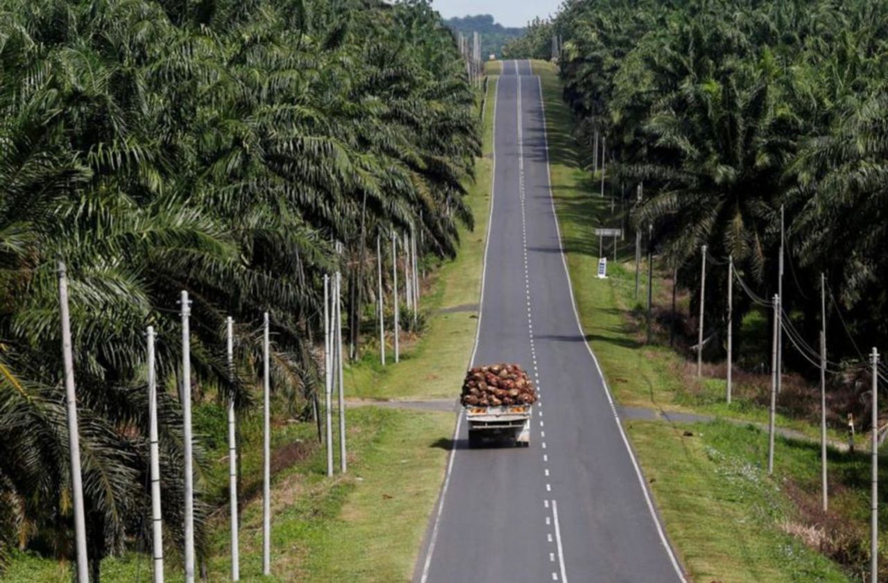 Des associations dénoncent le maintien discret d’un avantage fiscal pour l’huile de palme