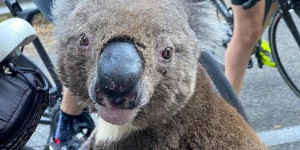Australie : un tiers des koalas auraient péri dans les incendies