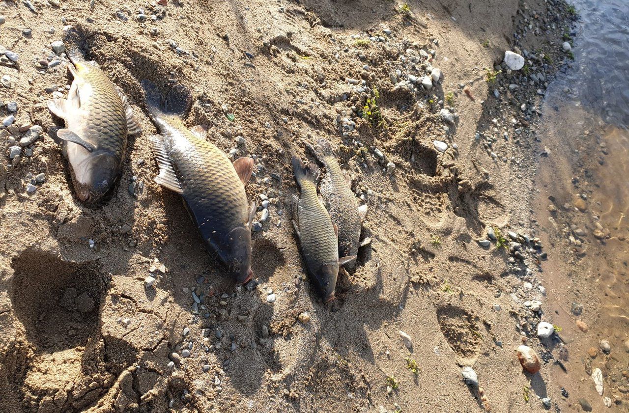Barcelone : des poissons retrouvés morts après l’incendie de l’usine de dissolvants