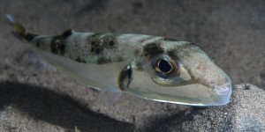 Corse : méfiez-vous du poisson à tête de lièvre