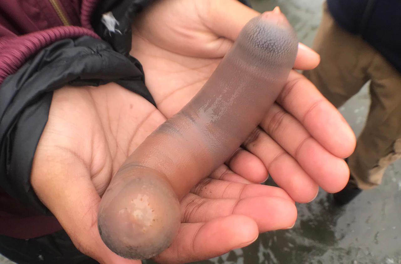 États-Unis : des milliers de «poissons pénis» apparaissent sur une plage de Californie