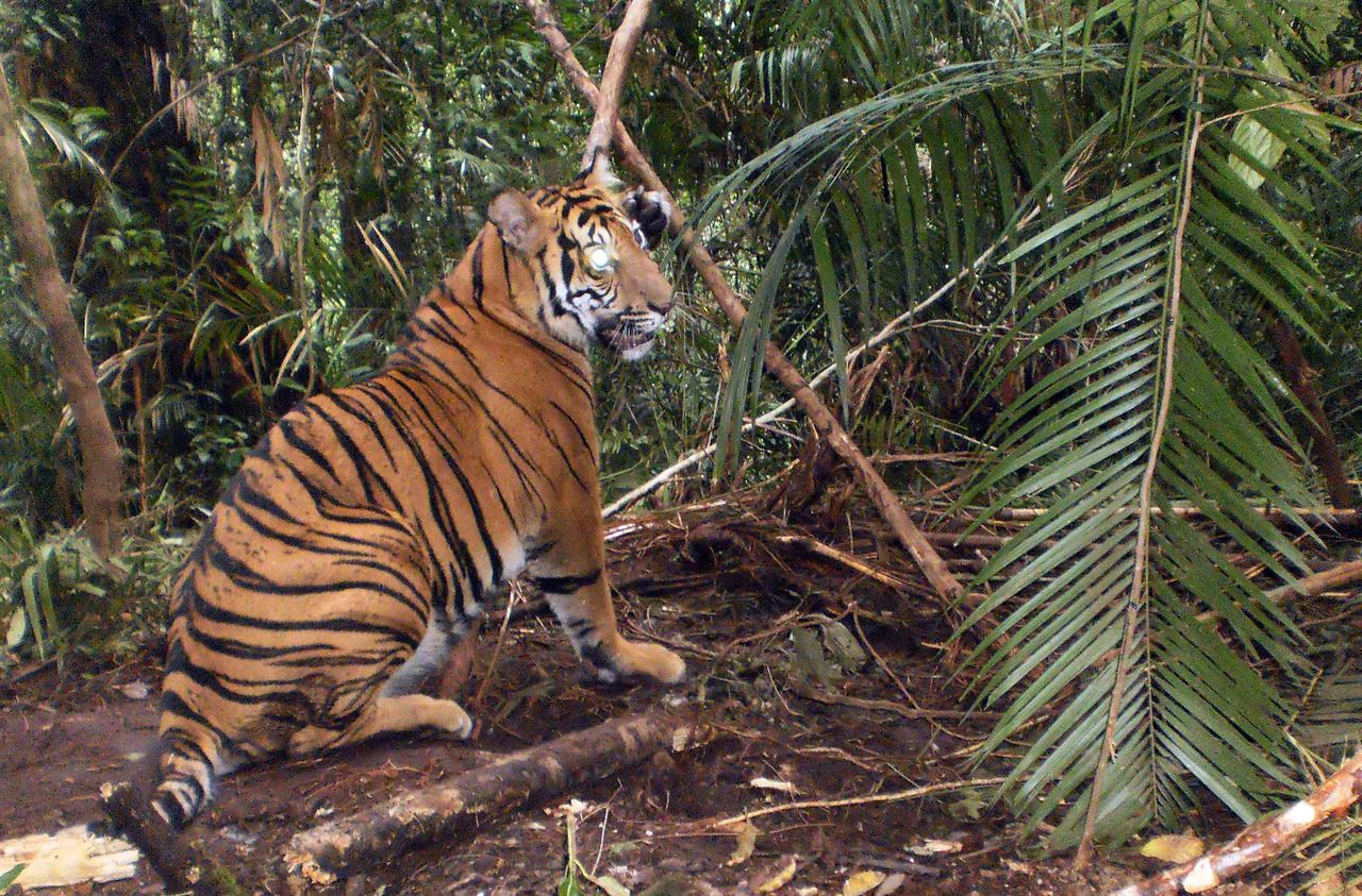 Un fermier tué par un tigre en Indonésie