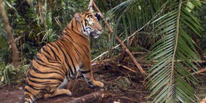 Un fermier tué par un tigre en Indonésie