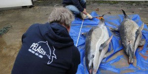 La pêche au chalut pélagique interdite au large de l’île de Ré pour protéger bars et dauphins